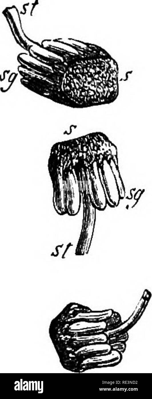 . Un manuale di botanica crittogamica. Alle crittogame. FlG. I.-I., amento maschile di Zamia (Cycadeae). II. III., antheriferous scala e il polline-sac. FlG.^ 2.-Peltate scala di Eguisehtm^ con sporanges sg, (dopo Sachs.) sponding al antherozoids, il polline-granella stessa diventa omologa con la microspora, il polline-sac o antera-cella a microsporange. Anche nell'aspetto esterno il polline-sac di Coniferse Cycadeae e recare un'impressionante somiglianza con il sporanges di alcuni Crypto vascolare- gams. Le modalità di formazione del polline di grani entro il polline- sac e di spore entro la spora Foto Stock