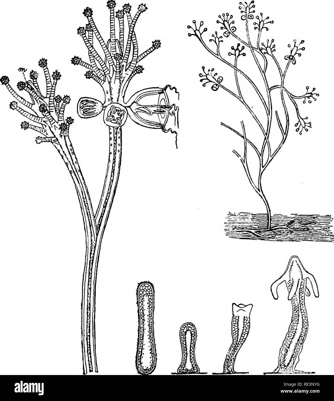 . Il libro di testo di zoologia. Zoologia. 104 Coelentera. rete, occasionalmente dando luogo a vari steli, le colonie possono essere strettamente collegato al substrato. Sul conto del debole di scheletro (cuticola) le colonie sono spesso supportati da vari organismi che si verificano nell'acqua, avvolgendo o strisciante su di essi. Molto spesso i polipi di una colonia non sono tutti i uguali; ad esempio quelle persone che portano la medusa-gemme sono spesso alquanto differente dal resto, avente ridotte tentacoli o nessuno. Fig. 60. Colonia IHydroid (Syncoryne fructicosa). Dimensione naturale. 2 due polipi di tlie stesso, Foto Stock