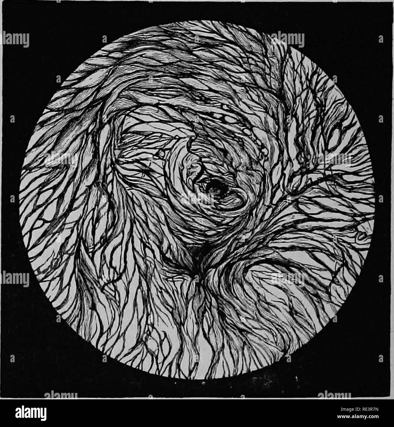 . Un libro di testo di fisiologia animale, con capitoli introduttivi sulla biologia generale e un trattamento completo di riproduzione ... Fisiologia, comparativo. ". . Si tratta di un trattato sulla pelle tlie whiuh wu è in grado di consigliare ad ogni medico come un lavoro di riferimento- ence, e nel quale troverete le ultime opinioni sulla patologia e trattamento. Alla fine del lavoro sono un certo numero di formulse, che si rivelerà molto utile come riferimento. È certamente molto com- reparti libro."-Canada Lancet. " Questo è un modo del tutto nuovo di lavori su malattie della skiUj da colui che ha evidentemente nad molto grande una osservazione Foto Stock
