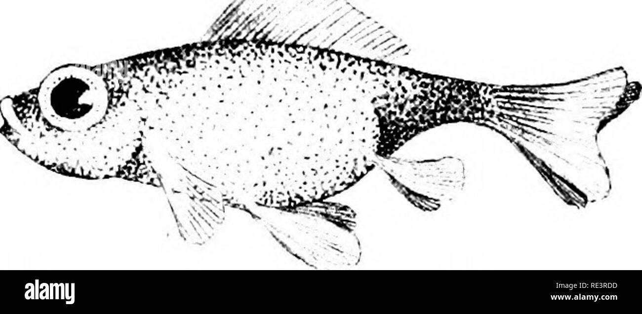 Goldfish Varieta E Acquario Tropicale Pesci Una Guida Completa Per Acquari E Argomenti Correlati Acquari Goldfish