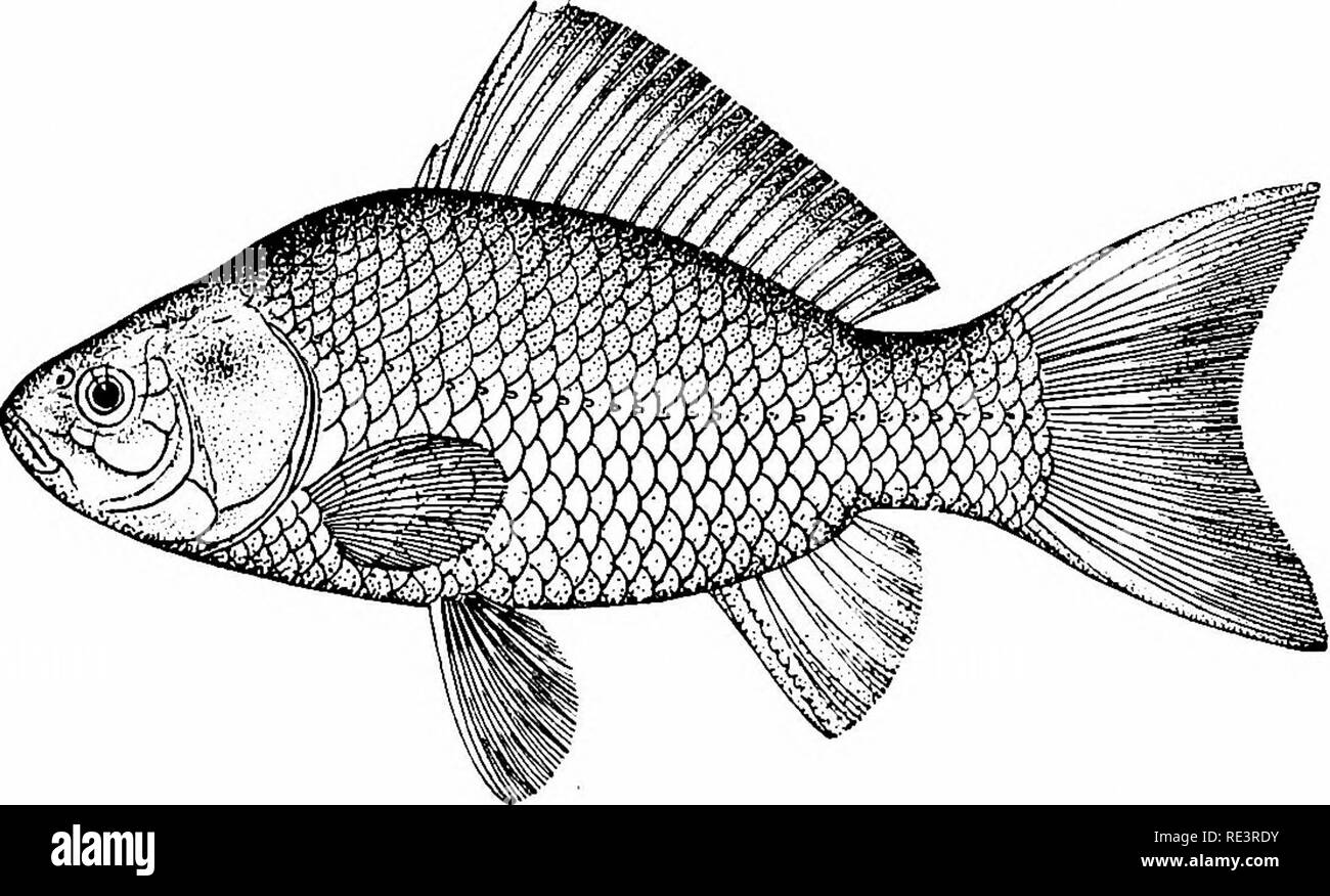 pesci cometa - 6 Pesci rossi fantasia immagini e fotografie stock ad alta risoluzione - Alamy