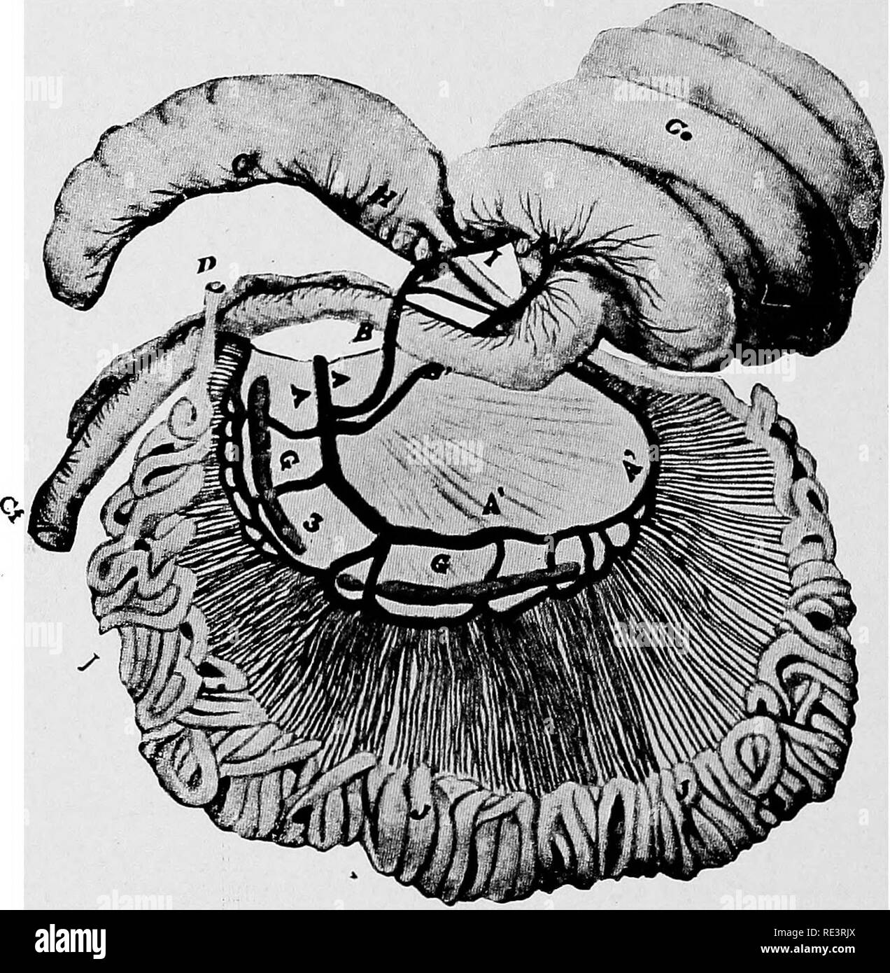 . Suina pratica . Suina. 102 suina pratica di ingestione di corpi estranei è un eommon causa di liemorrliage. In ex- treme casi di stitichezza tlie accumulato il materiale fecale può essere- venuto così essiccata che produce prontamente abrasioni della intes- tinal mucosa, con conseguente emorragia. Parassiti, particolarmente tlie Gigantorhynchus hirudinaceus, possono anche produrre emorragia. In-. Maiale. 23. Arterie e delle ghiandole linfatiche negli intestini del maiale. Una grande arteria mesenterica; un arterie del mesenterio intestinale e la sua sub- divisioni; J, intestino tenue; C, il cieco; Co, colon; G, mesenterico linfatico premistoppa Foto Stock