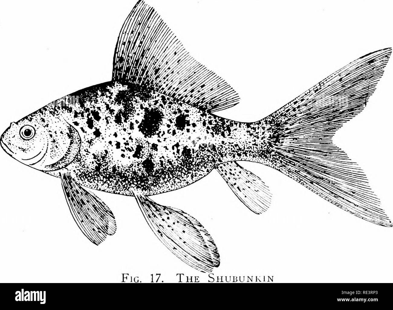 Goldfish varietà e acquario tropicale pesci; una guida completa per acquari e argomenti correlati. Acquari; Goldfish. Il pesciolino 29 allevatori di stock di fantasia occasionalmente ricevere pesci che sono noti come 