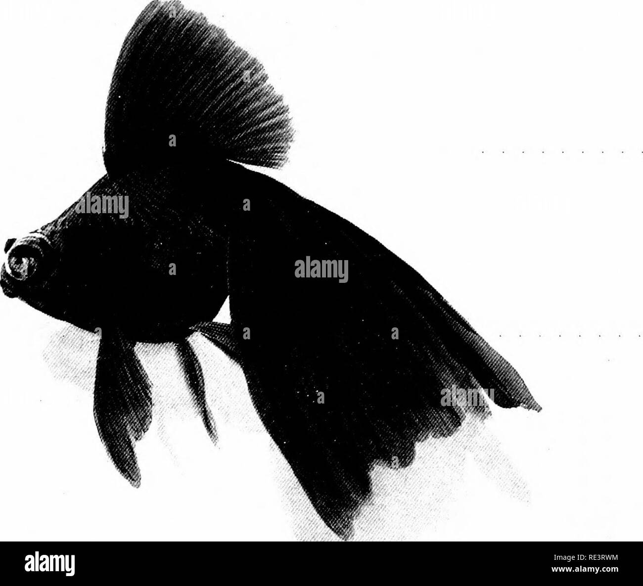 Black moor fish Foto e Immagini Stock in Bianco e Nero - Alamy