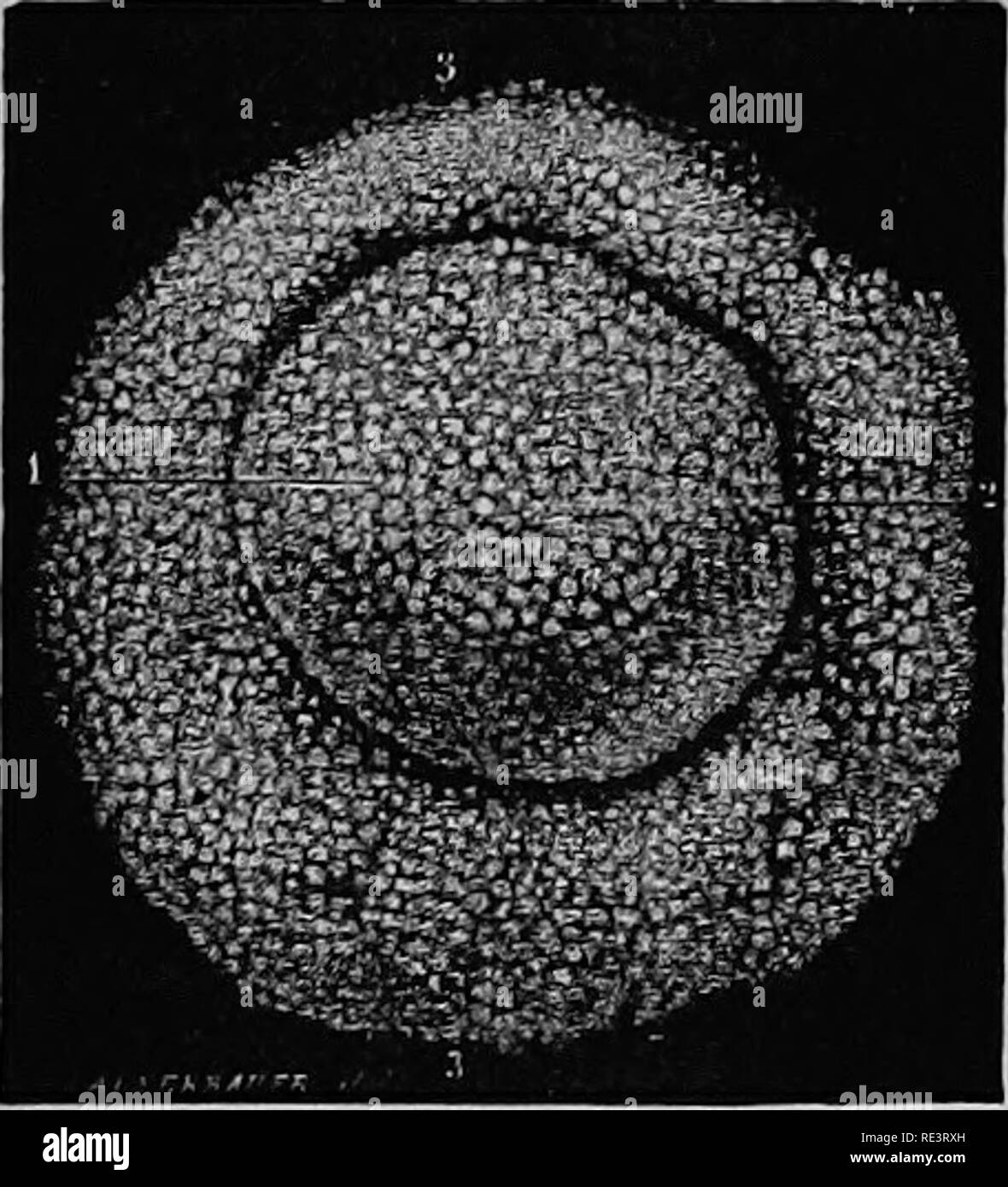 . Un libro di testo di fisiologia animale, con capitoli introduttivi sulla biologia generale e un trattamento completo di riproduzione ... Fisiologia, comparativo. Il senso op gusto. 625 La glosso-faringea è il nervo principale per la parte posteriore della lingua e per la punta, il; linguale o secondo alcune fibre speciali in questo nerye, derivato dalla chorda tympani.. Si prega di notare che queste immagini vengono estratte dalla pagina sottoposta a scansione di immagini che possono essere state migliorate digitalmente per la leggibilità - Colorazione e aspetto di queste illustrazioni potrebbero non perfettamente assomigliano al lavoro originale. Mulini, Wesley, 1847 Foto Stock