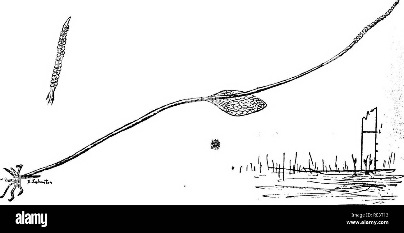 . Felci del Camp regione Wigwam. Felci. Il sommatore-linguetta (OphioglossTim vuigatutn) t©". L'altezza da 3 a 6 pollici. Commonstalk almeno metà della lunghezza dell'impianto. Lama sterile carnosa. Spike fertile emergente dalla base della lama sterile. Le fronde di un portinnesto slanciata e solitario. Sporangia nato in due righe a punta di spike. Panno prati erbosi. Rare. EATON UVA FERN (Botrychium tenebrosum). Si prega di notare che queste immagini vengono estratte dalla pagina sottoposta a scansione di immagini che possono essere state migliorate digitalmente per la leggibilità - Colorazione e aspetto di queste illustrazioni potrebbero non perfettamente assomigliano al origi Foto Stock