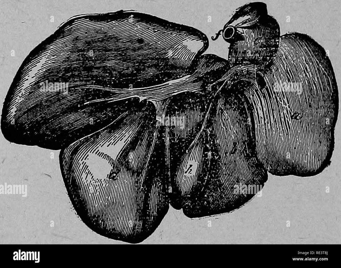 . Malattie della specie suina : scritto come un libro di testo per il veterinario, studente e suina coltivatore . Suina. Malattie OP l'HOG.. La Fia.141.. Fegato di un porco-vista posteriore, a otto lobi esterni; b, Eiglit lobo interno; c, sinistra lobo esterno; d, a sinistra il lobo interno; e, lobo Spigelian; f, Poster- ior cava; g, lobo quadrato; h, cistifellea; io, Cys- tic condotto; k, dotto Choledoclius.. Si prega di notare che queste immagini vengono estratte dalla pagina sottoposta a scansione di immagini che possono essere state migliorate digitalmente per la leggibilità - Colorazione e aspetto di queste illustrazioni possono non assomigliare perfettamente l'originale wor Foto Stock