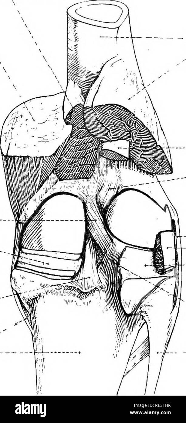 . La Anatomia Topografica degli arti del cavallo. Cavalli; fisiologia. Gli arti del HOKSE 157 muscolo, e termina sulla testa del perone. Un piccolo sinoviali interviene tra il legamento e il condilo laterale della tibia. La dissezione.-fare una incisione trasversale attraverso il femoro-rotulea capsula appena prossimale alla rotula, e incisioni longitudinali su ciascun lato della rotula-attraverso la capsula e la femoro-rotulea hga- zioni-in modo tale che l'osso, con le sue tre legamenti intatti, può essere ruotato verso il basso. Ora dissezionare lontano la femoro-tibiali e capsule gli accumuli di fa Foto Stock
