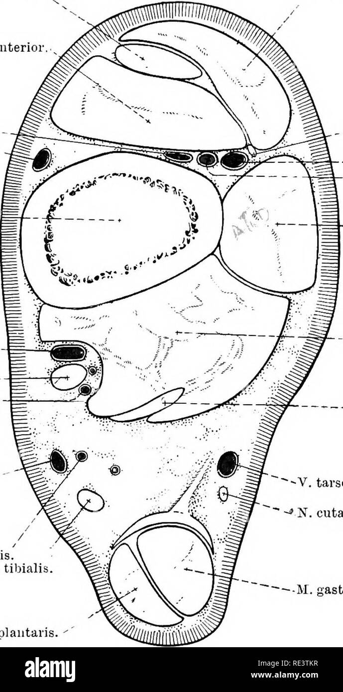 . La Anatomia Topografica degli arti del cavallo. Cavalli; fisiologia. 144 TOPOGEAPHICAL anatomia della dorsale arteria metatarsale, e termina con la pelle sopra la superficie laterale della prima falange. A. anteriore tibiale.âThe anteriore arteria tibiale è il più grande dei due rami terminali del popliteo. Forando il inter- membrana ossea tra la fibula e tibia l'arteria guadagna la superficie laterale di quest'ultimo osso, lungo la quale scorre verso il M. peroiipcus tertius. M. anteriore tibiale il. estensore digitorum longus. '. Anteriore tibiale. V. la vena safena. La tibia. = V. tibiale Foto Stock . La Anatomia Topografica degli arti del cavallo. Cavalli; fisiologia. 144 TOPOGEAPHICAL anatomia della dorsale arteria metatarsale, e termina con la pelle sopra la superficie laterale della prima falange. A. anteriore tibiale.âThe anteriore arteria tibiale è il più grande dei due rami terminali del popliteo. Forando il inter- membrana ossea tra la fibula e tibia l'arteria guadagna la superficie laterale di quest'ultimo osso, lungo la quale scorre verso il M. peroiipcus tertius. M. anteriore tibiale il. estensore digitorum longus. '. Anteriore tibiale. V. la vena safena. La tibia. = V. tibiale Foto Stock
