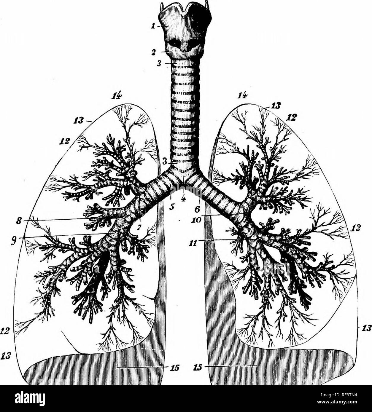 . Un libro di testo di fisiologia animale, con capitoli introduttivi sulla biologia generale e un trattamento completo di riproduzione ... Fisiologia, comparativo. Il sistema respiratorio. 367 La respirazione può quindi essere considerata da un fisico e punto di vista chimico, sebbene in questo come in altri casi abbiamo. Fig. 297.-Trachea e tubi brachiale (Sappey). 1, 2, della laringe ; -S, 3, trachea ; 4, la biforcazione della trachea; 5, Bronco destro ; G, Bronco sinistro; 7, divisione bronchiale al lobo superiore del polmone destro ; 8. Divisione di lobo centrale ; 9, divisione al lobo inferiore ; 10. divisione al lobo superiore del polmone sinistro ; 11, divi Foto Stock