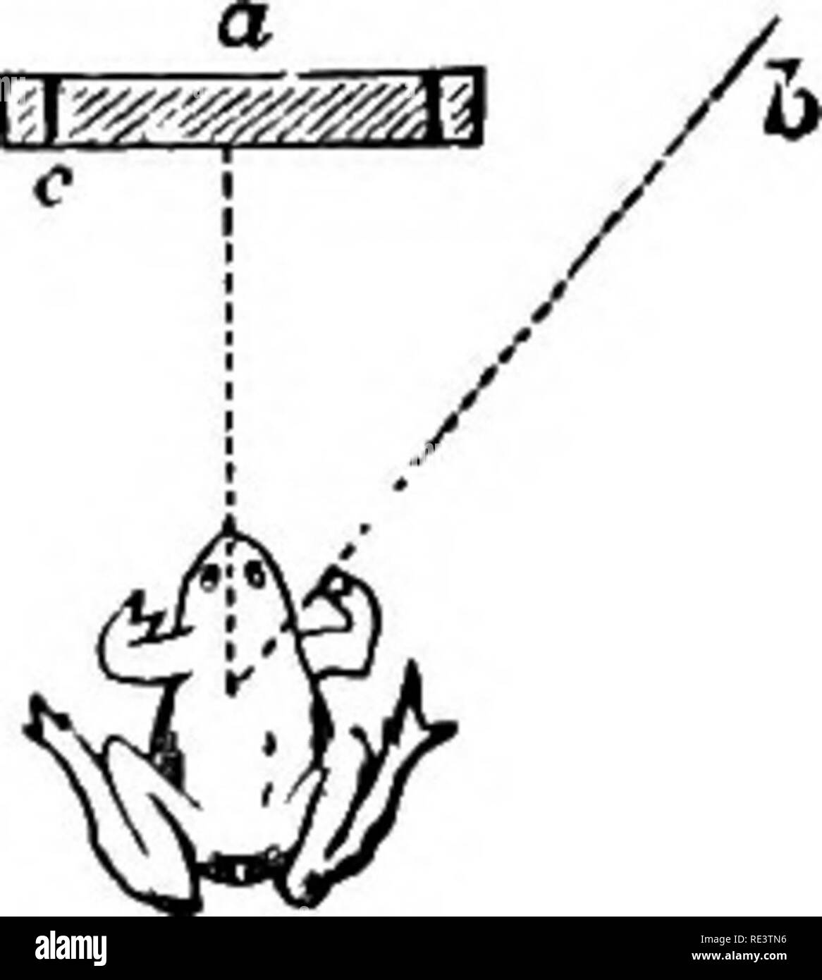 . La fisiologia degli animali domestici ... Fisiologia, confronto; Fisiologia Veterinaria. Funzioni del BltAIN. Il corpo 815 può essere realizzato per salto; quando viene collocato sulla sua schiena riacquisterà il suo assetto normale. Quando viene collocato su un piano inclinato che esamina fino a quando non si ottiene una nuova posizione e se un tale esperimento essere effettuata collocando una rana su un piccolo pezzo di bordo, mediante una graduale inclinazione del bordo più e più la rana può essere fatta salire lungo il bordo, passare all'altro lato, e il pezzo di legno può essere ruotato per un numero di volte la rana sempre in movimento con esso come lungo come il suo equilibrio è d Foto Stock