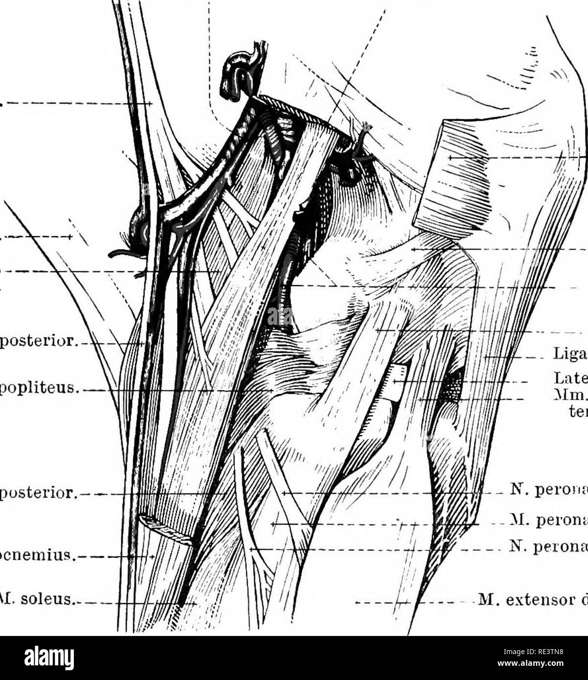 . La Anatomia Topografica degli arti del cavallo. Cavalli; fisiologia. Gli arti del HOESE 131 N. tibiale.-La componente tibiale 1 nervo, la più grande delle due divisioni di sciatico, è già stata seguita verso il basso la parte posteriore della coscia fino al punto in cui esso scompare tra i due capi del muscolo gastrocnemio. Il resto del suo corso è ora rivelato. Tra i capi del gastrocnemio il nervo entra in rapporto con il muscolo plantaris, il bordo mediale che lo segue da vicino fino a quando il livello del vertice del tubero ealcanei è raggiunto. A questo punto si suddivide nelle Foto Stock