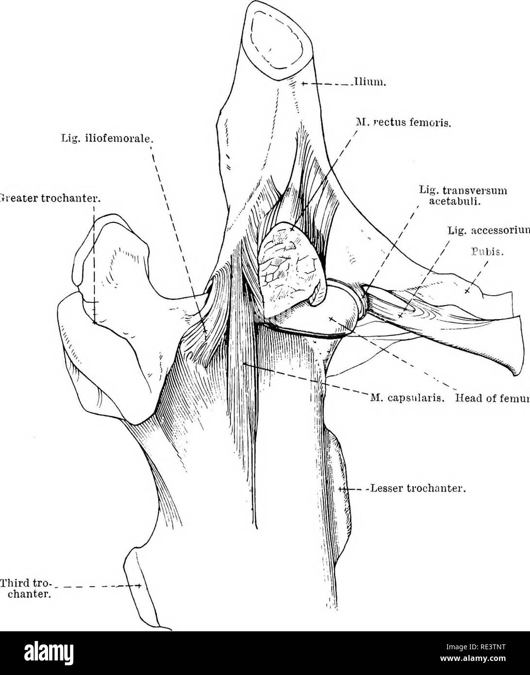 . La Anatomia Topografica degli arti del cavallo. Cavalli; fisiologia. Gli arti del HOKSE 123 laterale e anteriore, dove un nastro obliquo di fibre passa dall'ileo al femore e rappresenta l'ilio-legamento femorale (ligamentum ilio-femorale) del giunto dell'uomo. La capsula è strettamente supportato  .nium. M. rectus femoris. Lig. iliofeniorale. Gieater trocantere Lig. transversum acetabuli. Lig. accessorium.. Fig. 83.-aspetto anteriore dell'articolazione dell'anca. La linea di attacco del rivestimento sinoviale della capsula articolare è indicata in rosso. da muscoli (otturatore esterno, profondo gluteale Foto Stock