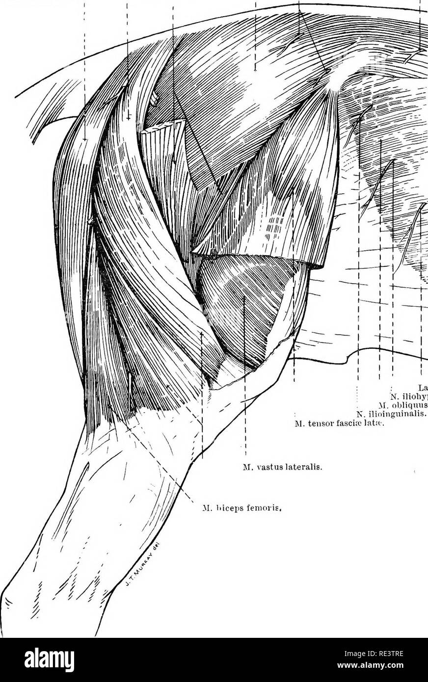 . La Anatomia Topografica degli arti del cavallo. Cavalli; fisiologia. 110 TOPOGEAPHICAL ANATOMIA DI (tendo accessorius), che accompagna il tendine di Achille, con il tubero del calcagno. M. bicipite femorale. M. glutscus M. tendine semitendinoso. superflo'ialis. M. gluteo rami cutanea di medius. nervi sacrale. O cutaneo£ lombare nervo :.. ; Ultimo nervo intercostale. K. iliobypogastricus. yi. obliquus addominali externus, N. ilioinguinalis. M. scudo tensore; lat:t-. Fig. 72. -Dissezione superficiale della regione glutea e aspetto laterale della coscia. Sebbene il muscolo bicipite è descri Foto Stock