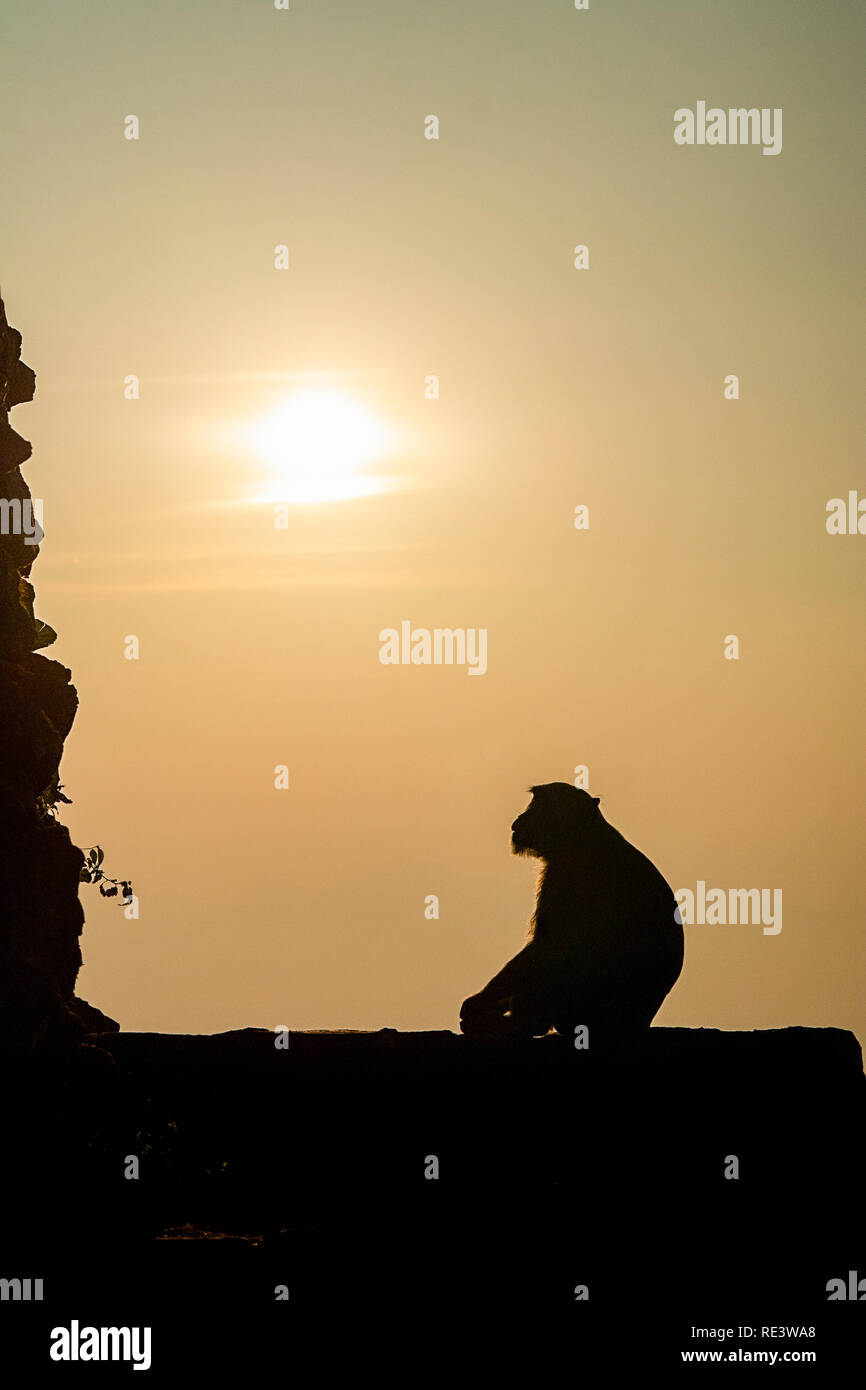 Un singolo lone macaco scimmia sat gambe incrociate adorare il golden sun sopra. Foto Stock