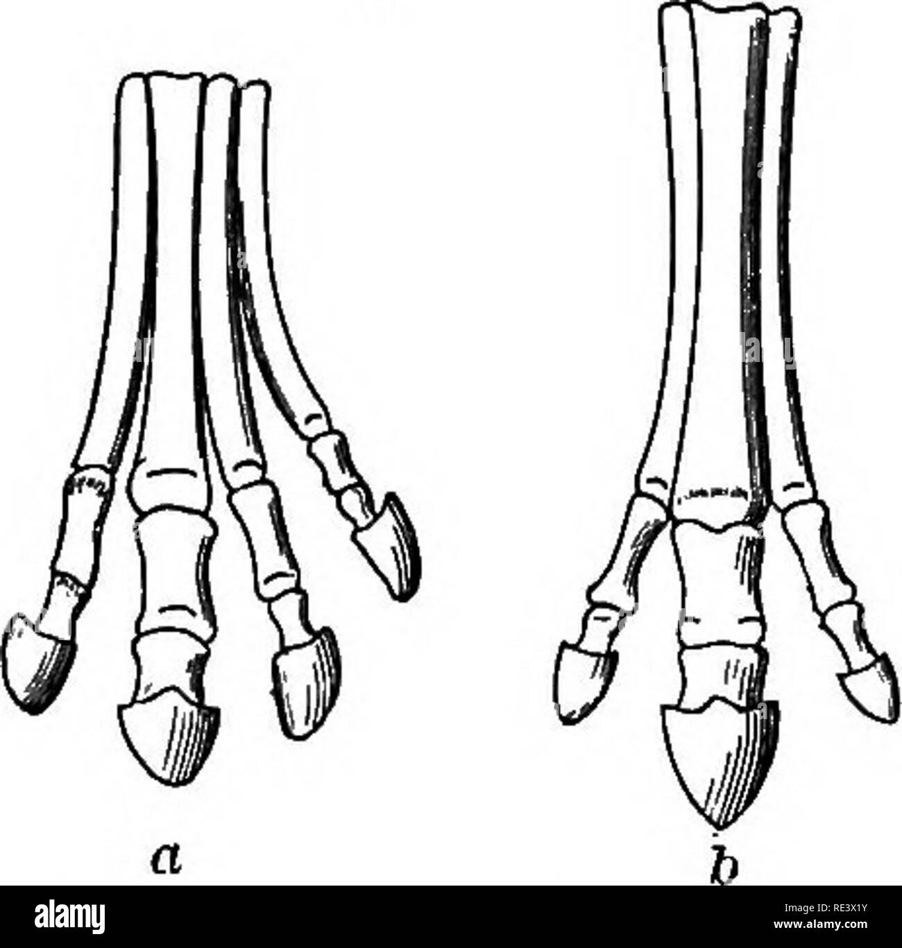 . Un libro di testo di fisiologia animale, con capitoli introduttivi sulla biologia generale e un trattamento completo di riproduzione ... Fisiologia, comparativo. 46 fisiologia animale. Tempo in America da forme con un maggiore numero di dita, quest'ultimo crescente secondo l'antichità del gruppo.. Fig. 48.-Le ossa dei piedi dei generi differenti di EquicUB (dopo la palude), un piede di Oo- hippus (Eocene): 6, Piede di Aiichitherium (Auocene inferiore); c, Piede di Hipparion (Plio- cene) ; (j e il piede del recente genere Equus. Queste forme si verificano nelle successive formazioni geologiche. È impossibile resistere alla c Foto Stock