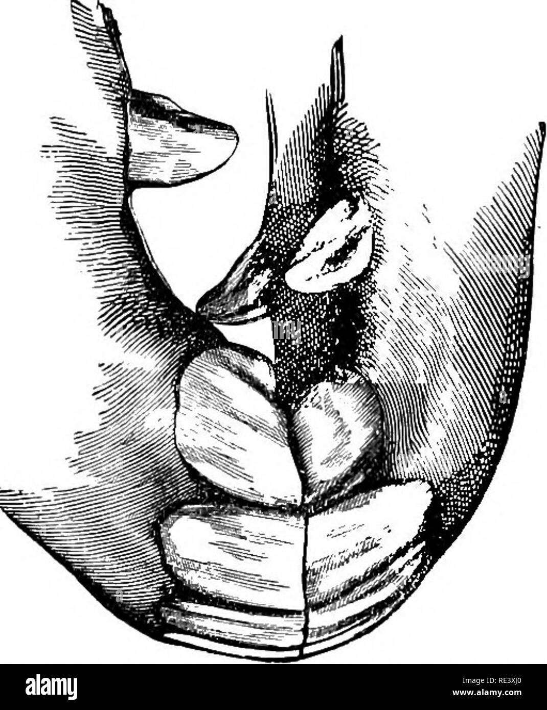 . La fisiologia degli animali domestici ... Fisiologia, confronto; Fisiologia Veterinaria. Fig. 84.-La "" Parrot-Mouth malformazione della bocca del cavallo. (Gamgee.) più profondo, e con due righe divergenti delle papille, ciascuna contenente da undici a tredici papille, in corrispondenza della base del timone. Nel cavallo il sensibile e mobile il labbro superiore è il principale organo nella raccolta di cibo. Il naso, aiutata dal senso del tatto, serve a indicare le sostanze adatte per il cibo; il labbro superiore serve per portare il cibo fra i denti incisivi, di modo che esso può essere trattenuto saldamente, mentre da un attivo Foto Stock