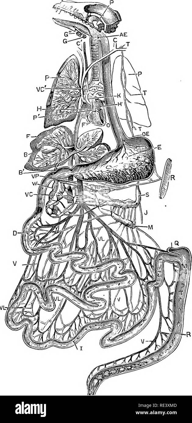 . La fisiologia degli animali domestici ... Fisiologia, confronto; Fisiologia Veterinaria. 214 fisiologia degli animali domestici. masticate accuratamente il loro cibo, come in solipedes, è ristretta e meno distensible rispetto ai ruminanti, dove la masticazione preliminare è meno completa.. Fig. 72.-Apparato Digerente del cane, dopo Bernard. P, ghiandola parotide; G, sottomascellari premistoppa; G", sublinguale premistoppa; OE. esofago, o gola; C, carotide destra ; C, la vena giugulare ; P P, polmoni, che sulla sinistra aperta per mostrare i tubi bronchiali, le arterie e le vene; VC. per la vena cava superiore ; K, aorta; II, destra Foto Stock