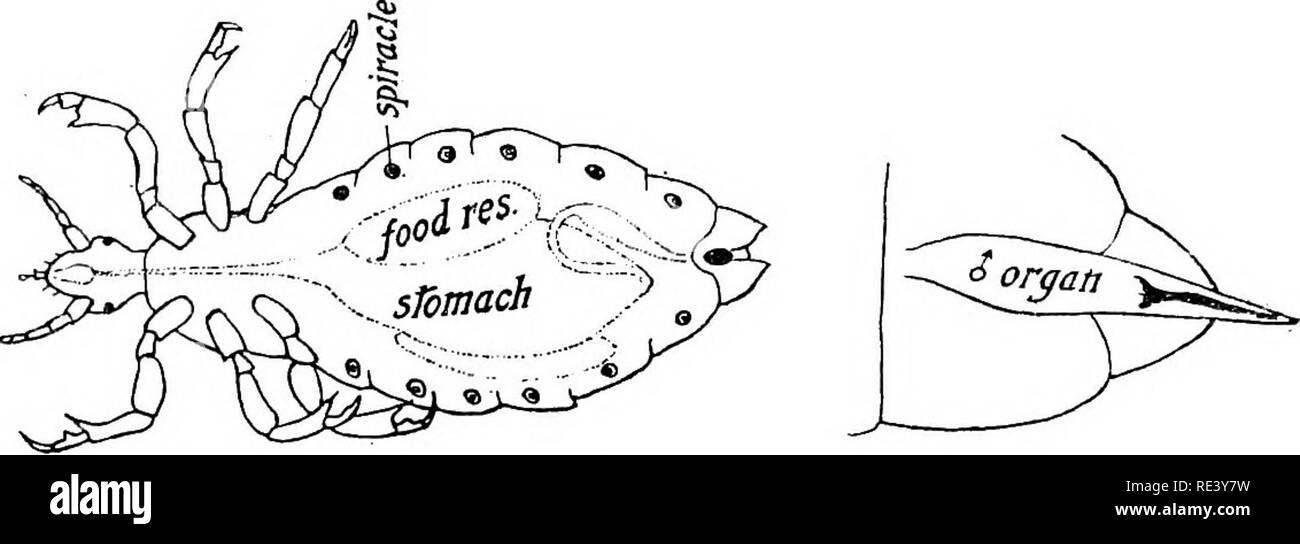 . Entomologia per ufficiali medici. Pesti di insetto; insetti come vettori della malattia. Ordine ANOPLURA O SIPHUNCULATA 213 Il torace è più larga della testa, ma più stretto dell'addome, il componente 3 segmenti non sono sempre facili da distinguere. Non ci sono tracce di ali. Le gambe sono generalmente stout e grossolane; del tarso è costituito o da un singolo segmento o di 2 indistintamente i segmenti separati, e termina in una notevole stout simile a gancio claw, che morde contro una sorta di " pollice " presso l'angolo opposto della tibia. Nelle gambe di un pidocchio dell'elefante, tuttavia, le gambe Foto Stock