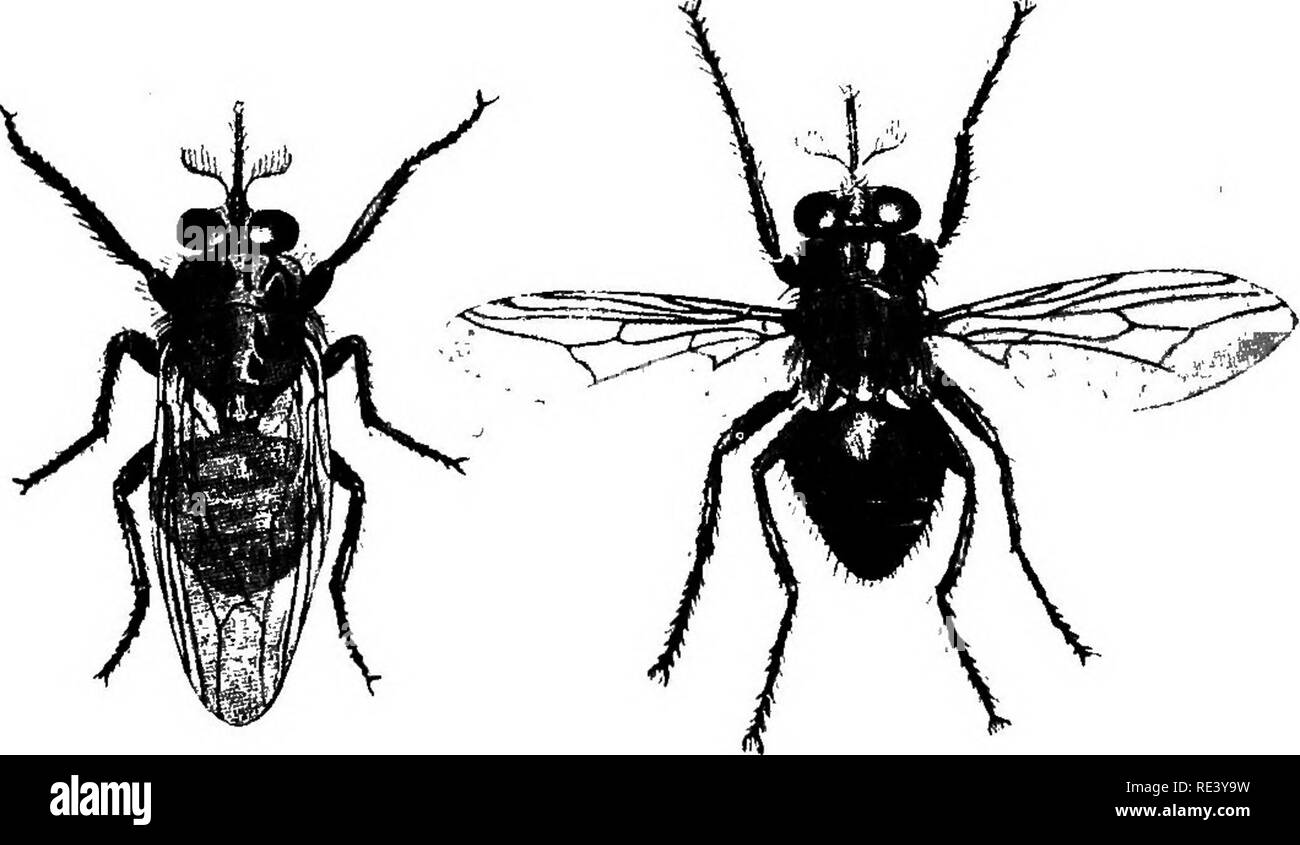 . Microrganismi patogeni. Un libro di testo di microbiologia per medici e studenti di medicina. (Basato su Williams' batteriologia). Batteriologia; batteri patogeni. 4o8 specifici microrganismi diversità di forma viene osservata in trypanosomes entro il fly ma il significato dei diversi tipi non è ancora pienamente compreso. Molti dei marnmals sono suscettibili di inoculazione con Tr. gambiense. Ratti bianco ricaduta di solito 2 o 3 volte prima di soccombere definitivamente alla infezione, considerando che essi di solito muoiono entro 2 settimane' quando inoculati con Tr. brucei. La virulenza dell'organismo è Foto Stock