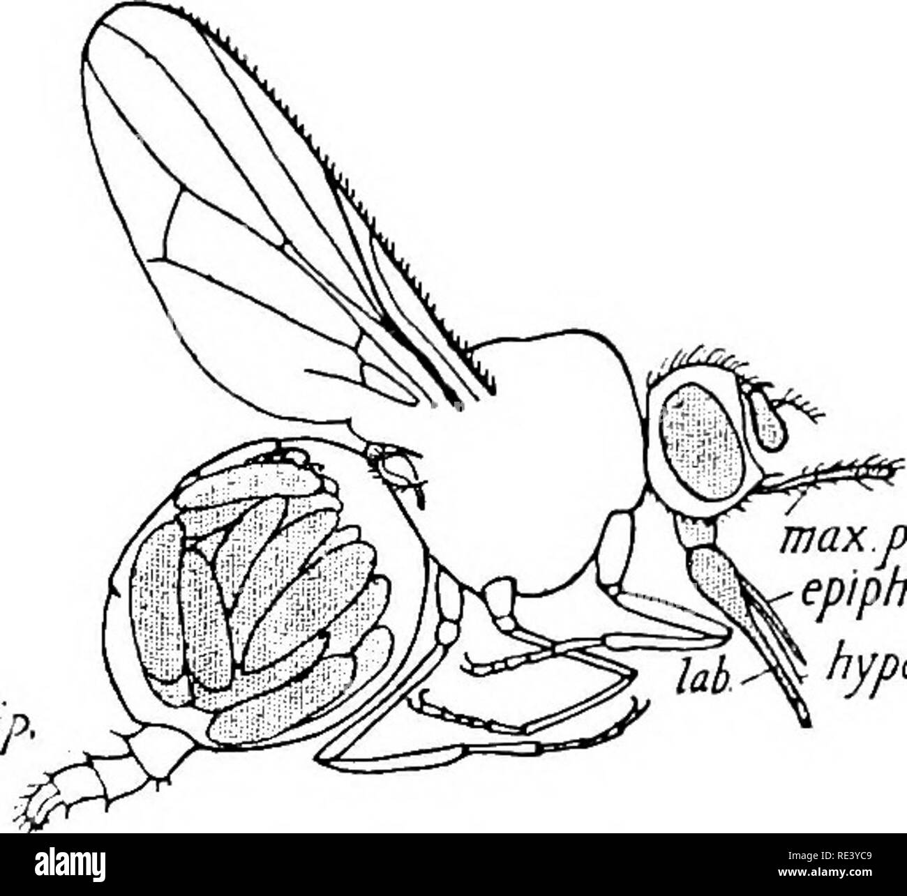 . Entomologia per ufficiali medici. Pesti di insetto; insetti come vettori della malattia. MUSCIDiE: il sangue-succhiando MUSCIDiE 161 oltre la metà delle dimensioni. La proboscide è lunga e piuttosto snella, la palpi mascellari sono di vasta portata e come lungo come la proboscide, non ci sono peli sul bordo inferiore dell'antenna, delle setole e la quarta vena longitudinale è leggermente incurvata oltre la croce-vena. Fig. 61 rappresenta una femmina Lyperosia pieno di uova e con ovipositor sporge, visto come una trasparenza montato in balsamo. Le uova di Lyperosia irritans, L., sono detto di essere depositato sulla mucca fresco-letame e da redd Foto Stock