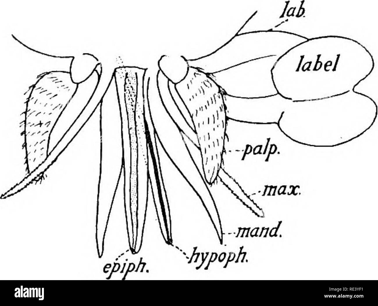 . Entomologia per ufficiali medici. Pesti di insetto; insetti come vettori della malattia. 134 entomologia per ufficiali medici famiglia Tabanid^ ; Gadflies, Cleggs, Seroot-mosche. (Lat. Tabanus = un seccatore). La mosche di questa grande famiglia sono comunemente di robusta costruzione e di grandi dimensioni, raramente molto piccolo. La grande testa è nel maschio quasi interamente formata da gli occhi, che riunisce tutta la corona ; nella femmina anche gli occhi sono grandi, ma uno spazio ristretto tra di essi viene lasciata, che generalmente porta una striscia lucente o spot, noto come il callo. Nella vita gli occhi sono finemente colorata, o iridescente e contrassegnati con purp Foto Stock