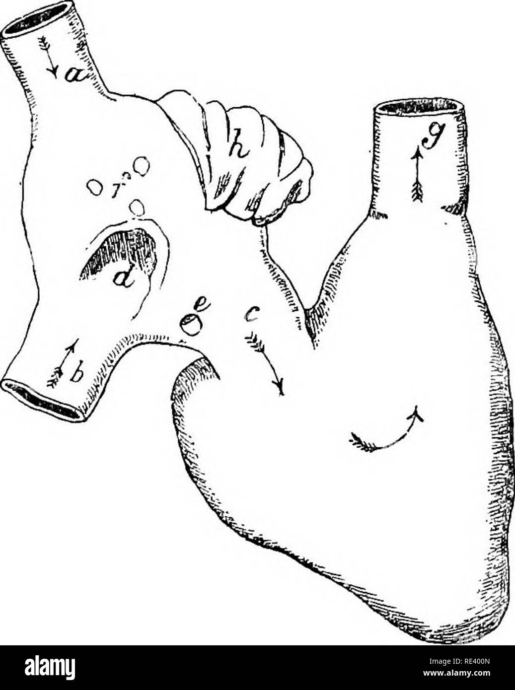 . L'anatomia del cavallo, una dissezione guida. I cavalli. La dissezione della schiena e del torace. 127 mus convoglia il sangue dalla parete del cuore stesso e la sua bocca vill si trova sotto quella della sezione posteriore della vena cava. 4. La vena izygos talvolta presenta un apertura indipendente nel padiglione auricolare e uando si scarica dal tetto del seno, dietro la bocca della parte interna cava. Altre volte si apre verso la sezione anteriore cava. 5. La mnai minimce cordis sono piccole vene della parete del padiglione auricolare destro, vhich, invece di scarica di se stessi attraverso il seno coronarico, aprire lirectly sul wal Foto Stock