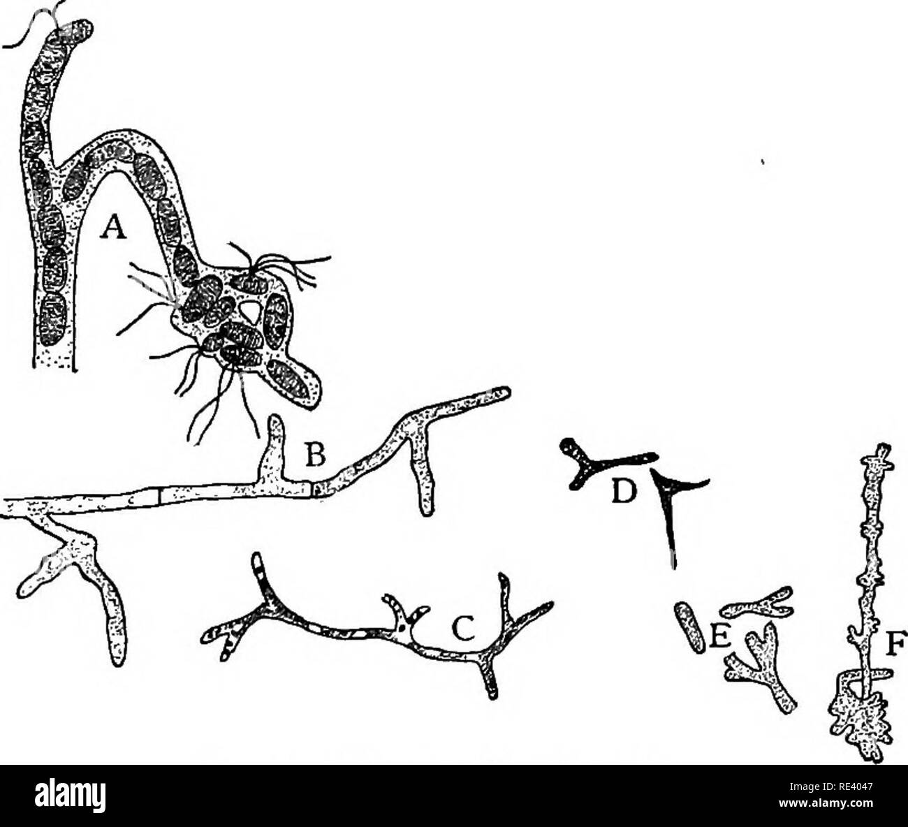 . Un manuale di determinanti batteriologia. I batteri. La morfologia dei batteri 5 tococcus ntesenterioides, le capsule diventano enormemente gonfiata dal imbibizione di acqua. Le capsule di adiacenti anche i privati a coalescere, formando un comune involucro gelatinoso circondano- ing un numero di individui, come in A e D, Fig. 2. Quando queste persone sono disposte in catene abbiamo forme, come. Fig. 3. - Mostra falsa ramificazione. A. in Cladothrix dichotoma dopo Fischer. B. un fungo filamento. C. Mycobact. tubercolosi dopo A. Coppen Jones. D. Mycobact. tnjluenzce dopo Grassberger. E. corpi bacteroid Foto Stock