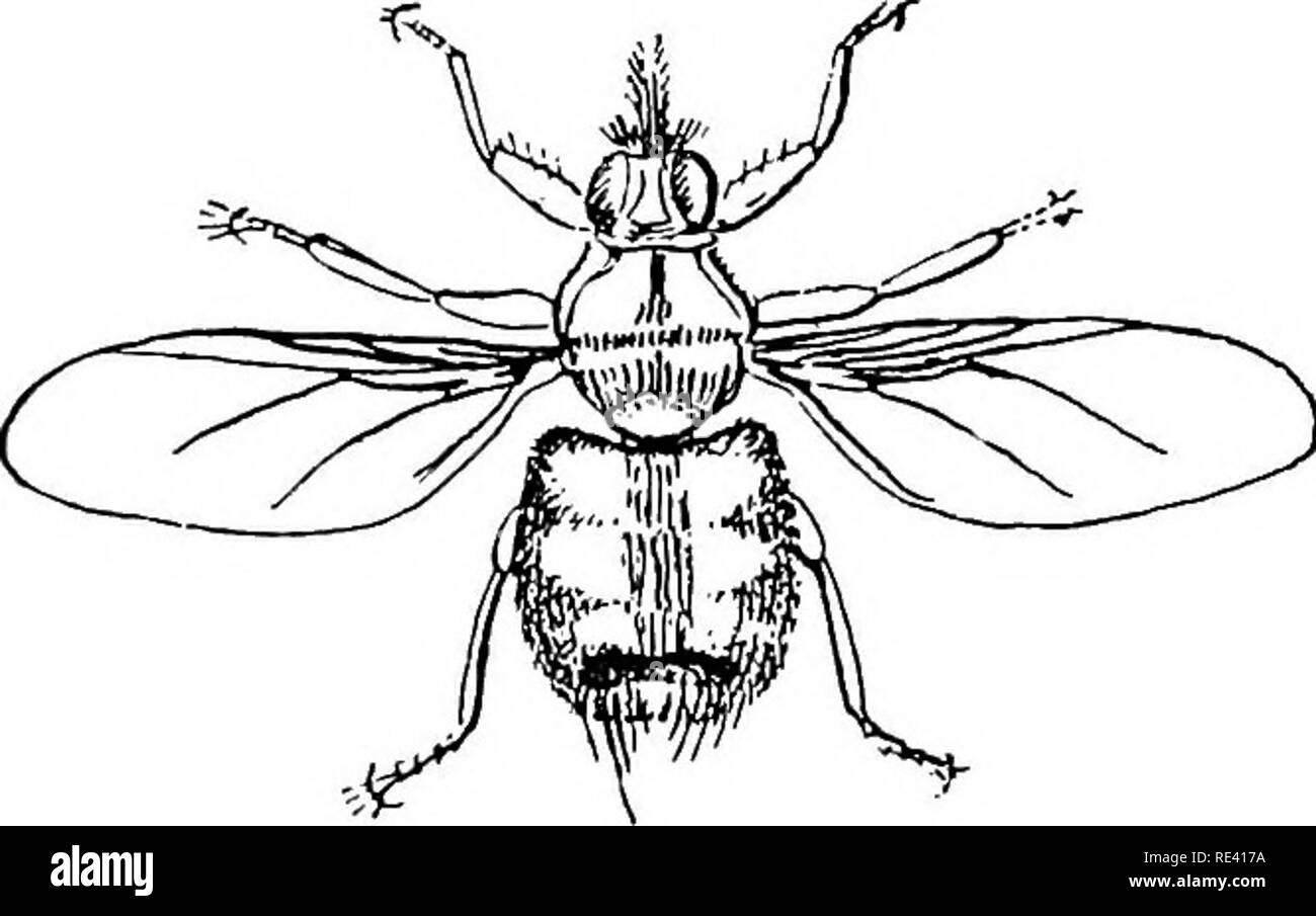 . Manuale di entomologia medica. Pesti di insetto; insetti come vettori della malattia; medico di parassitologia. Ditteri 28s DIPTERA (zanzare e moscerini mosche) a. Tegumento coriacea, segmenti addominali indistinto; ali spesso vogliono; forme parassita PUPIPARA b. La piegatura di testa indietro sul dorso del torace; wingless vola sul parassita pipistrelli. Genere Nycteribia Nycteribiid^ bb. La testa non ripiegare sul dorso del torace; vola o o alato wingless; sui parassiti degli uccelli e su pipistrelli e altri mammiferi. c. Antenna ridotta, ali quando presente, con distinte vene parallele e crossveins esterna; artiglio Foto Stock