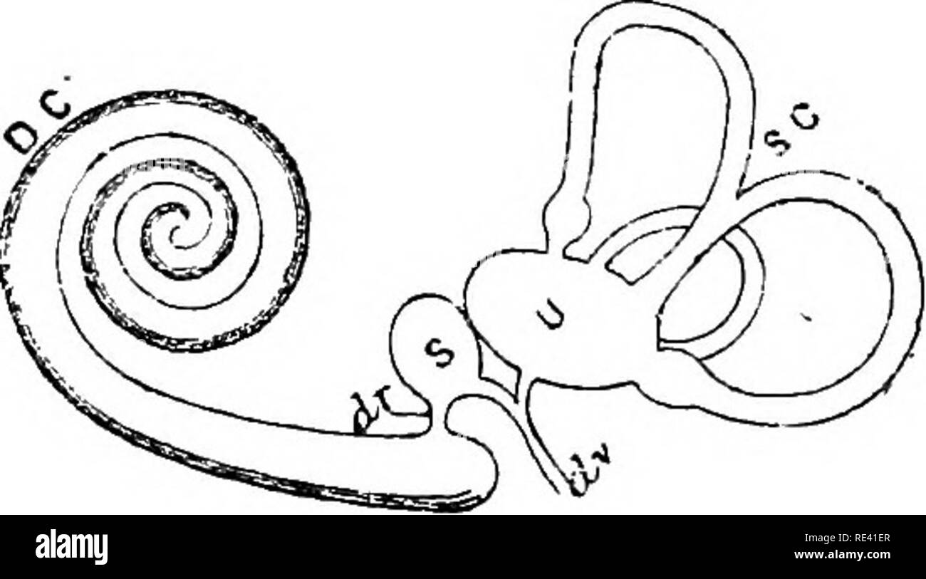 . L'anatomia del cavallo, una dissezione guida. I cavalli. Il EAB. 269