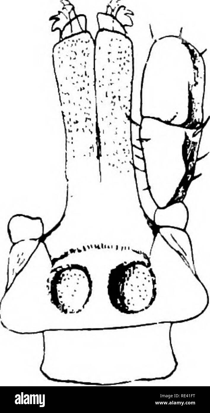 . Manuale di entomologia medica. Pesti di insetto; insetti come vettori della malattia; medico di parassitologia. Bovini di zecche e la febbre del Texas 225 Questi risultati sono stati pienamente confermati dai lavoratori in diverse parti del mondo,-in particolare da Koch in Africa e dal cancelletto, in Australia. La malattia è apparentemente trasmesso da Boophilus annulatus da soli, negli Stati Uniti, ma, o una quasi identica malattia, è convogliato da Ixodes hexagonus in Norvegia, Ixodes ricinus in Finlandia e Francia e dai tre specie, Boophilus decoloratus, Hyalomma CBgypticum (fig. 140 e 141), e Hcemaphysalis punctata Foto Stock