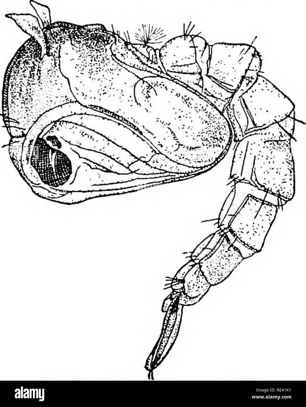 . Manuale di entomologia medica. Pesti di insetto; insetti come vettori della malattia; medico di parassitologia. Zanzare e febbre gialla 207 in angoli bui, sotto Foto di modanature e dietro le teste di vecchio stile lettiere. Esso entrerà armadi e nascondere nelle pieghe delle vesti."-Howard. È stato sostenuto dalla commissione francese e successivamente spesso affermato nelle discussioni del rispetto della zanzara di febbre gialla che la coppia Aedes calopus morda solo di notte. Se ciò fosse vero sarebbe di grande importanza per le misure da adottare per evitare la malattia. Unfortimately, la rivendicazione wa Foto Stock