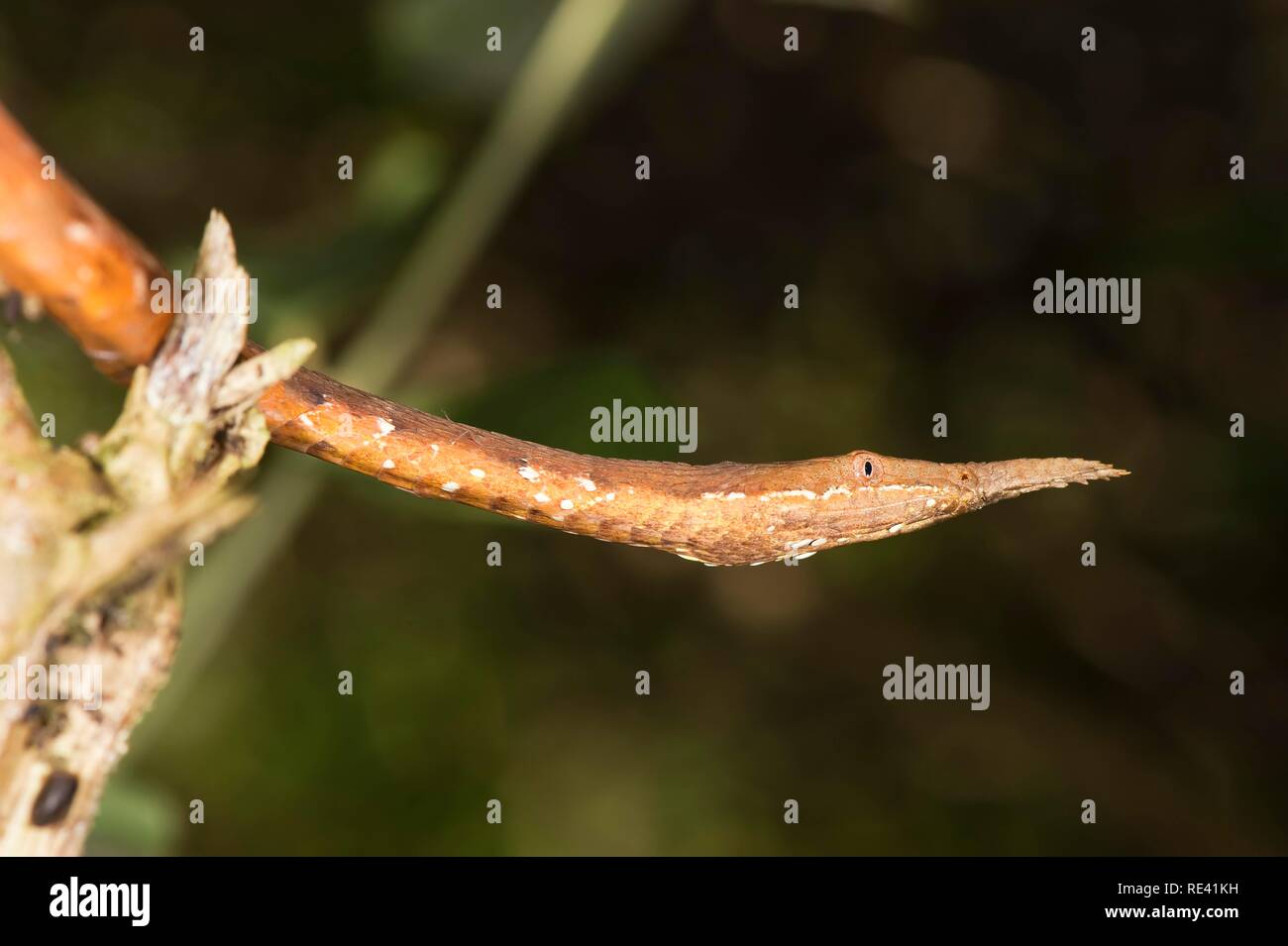 Spear-serpente naso (Langaha madagascariensis), Madagascar, Africa Foto Stock