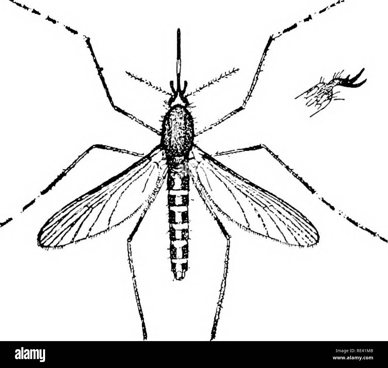 . Manuale di entomologia medica. Pesti di insetto; insetti come vettori della malattia; medico di parassitologia. 200 artropodi come host di protozoi patogeni "mentre la febbre gialla è una malattia commuiiicable, non è costitui- tagious nel normale accettazione del termine ma è distribuita mediante la infezione di luoghi e gli articoli di biancheria, capi di abbigliamento e arredamento." basato su questa teoria, case, bagagli, merci, anche e-mail, sono stati disinfettati e più rigide norme di quarantena sono state applicate. Il disagio che la gente delle regioni colpite sono state sottoposte e le perdite finanziarie sono inca Foto Stock