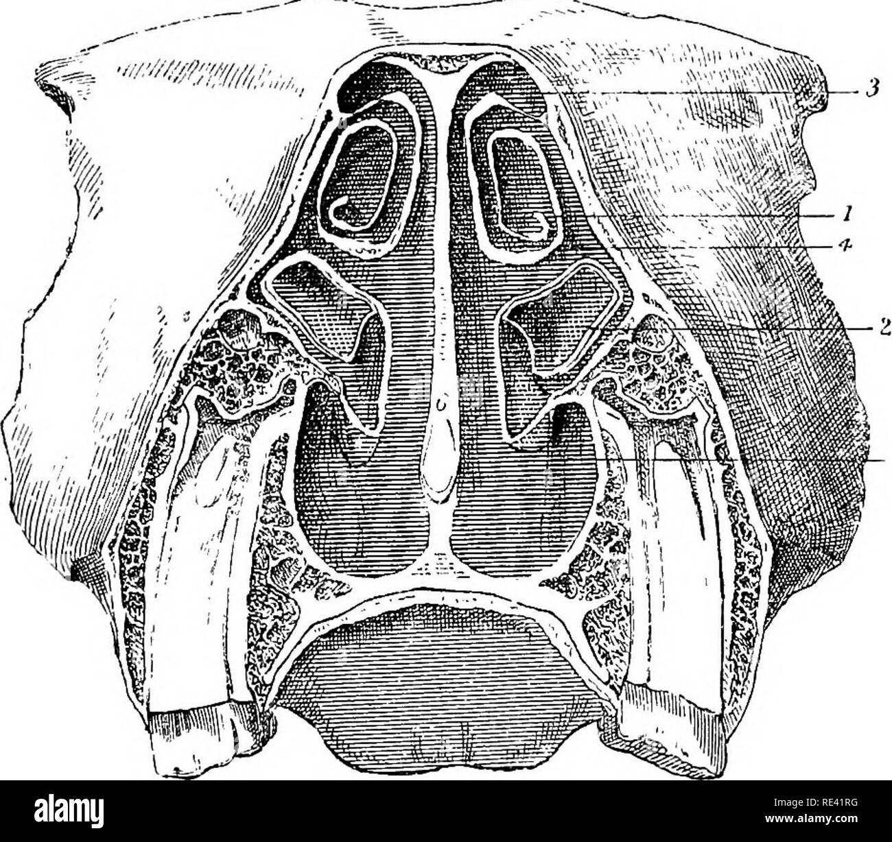 . L'anatomia del cavallo, una dissezione guida. I cavalli. 218 L'ANATOMIA DEL CAVALLO. Il Inferim- estremità delle fosse nasali sono denominate le narici inferiori o, nel linguaggio comune, le narici. Esse sono già state descritte in precedenza (pagina 176).. Fig. 25. Sezione trasversale attraverso le cavità nasali. 1. Antero turbinated osso; 2. Turbinated posteriore osso; 3. Meato anteriore; meato ; 5. Meato posteriore; 6. Setto nasi. La estremità superiore sono separate dalla cavità cranica dalla piastra cribriform della sinusite etmoide osso, e sono occupati dalle masse laterali dello stesso osso. Qui di seguito e Foto Stock