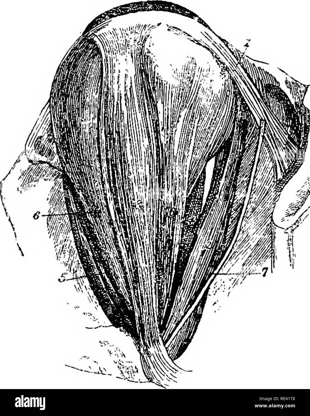 . L'anatomia del cavallo, una dissezione guida. I cavalli. 210 L'ANATOMIA DEL CAVALLO. nervo ottico. In fomi è a forma di imbuto, formando una sorta di guaina t il nervo ottico; ma spesso è suddiviso in quattro distinte fascicul. Fig. 23. Muscoli del bulbo oculare. 1. Obliquo inferiore ; 2. Rectus inferiore ; 3. Rectus esterno ; 4. Rectus interno ; 5. Superior rectus 6, 6. Il riavvolgitore ; 7. I nervi di obliquo inferiore. uno giacente al di sotto di ciascuno dei retti. La sua origine è il margine c il forame ottico ed è inserita nella sclerotica. Il superiore obliqua, o Trochleaeis, ha una notevole dis Foto Stock