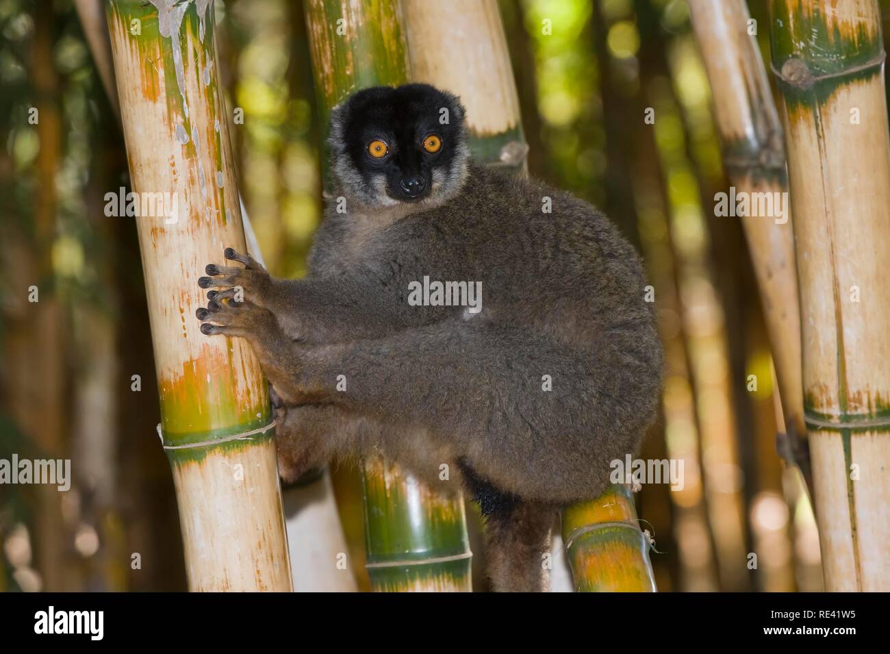 Comune lemure marrone (il Eulemur fulvus), vicino minacciato, UICN 2008, Madagascar, Africa Foto Stock
