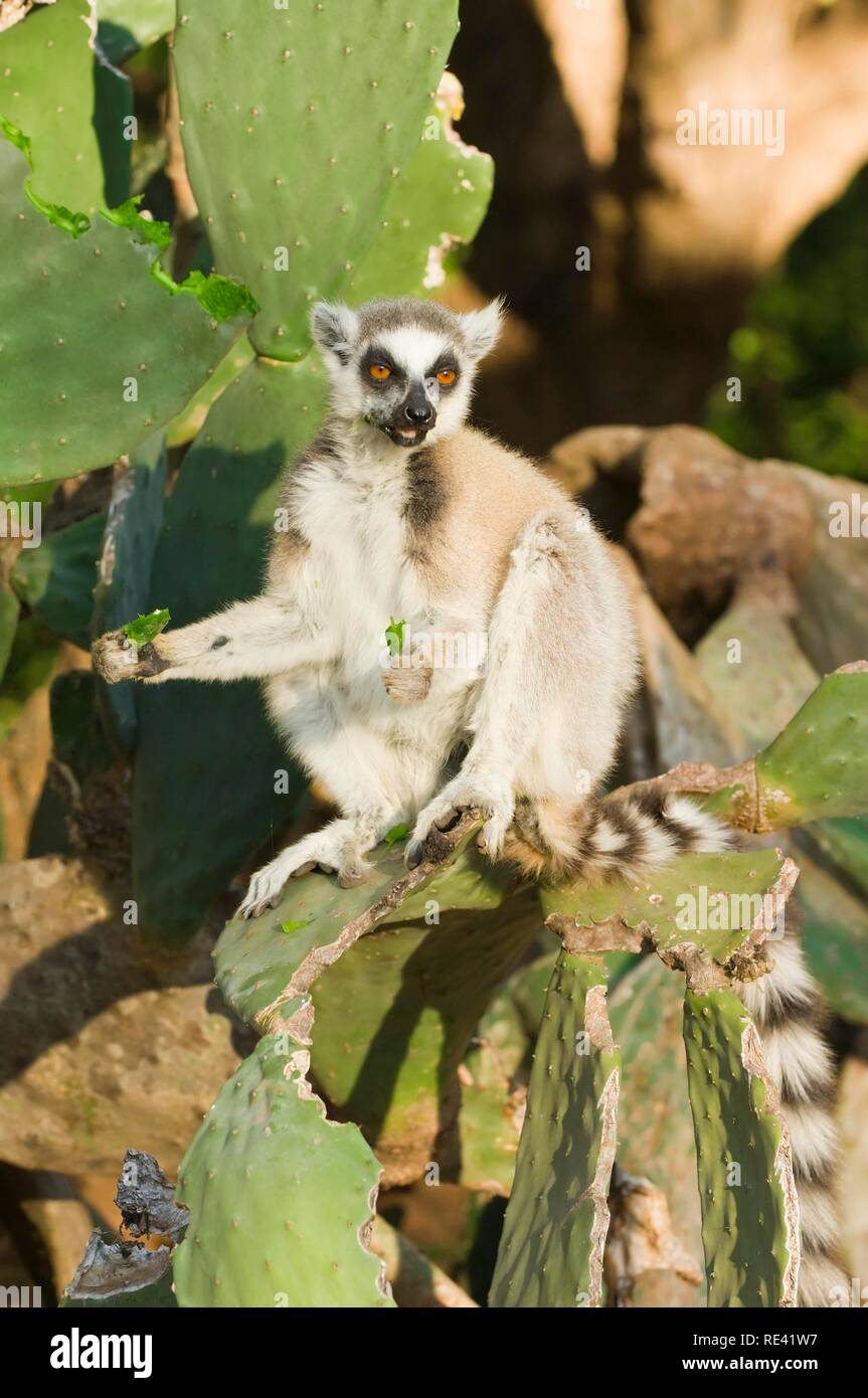 Anello-tailed Lemur (Lemur catta) alimentazione su cactus, vicino minacciato, Berenty Riserva Naturale, Madagascar, Africa Foto Stock