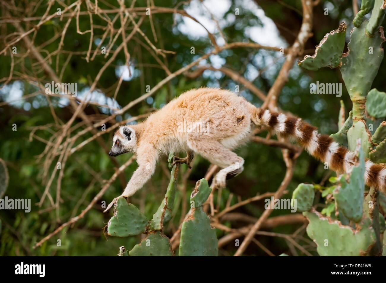 Anello-tailed Lemur (Lemur catta) su cactus, vicino minacciato, Berenty Riserva Naturale, Madagascar, Africa Foto Stock