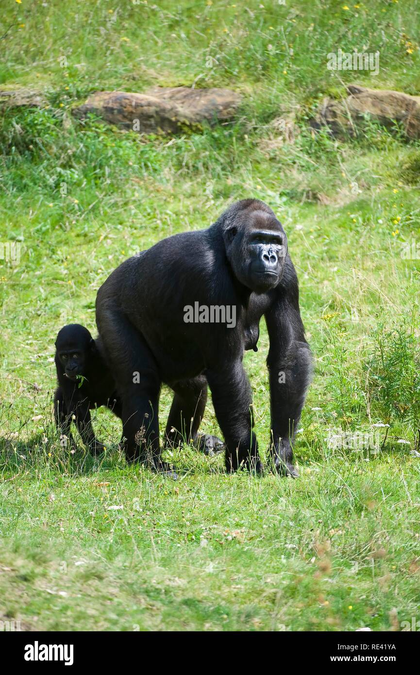 Pianura occidentale (Gorilla Gorilla gorilla gorilla), femmina con giovani, specie gravemente minacciate, UICN 2009 Foto Stock