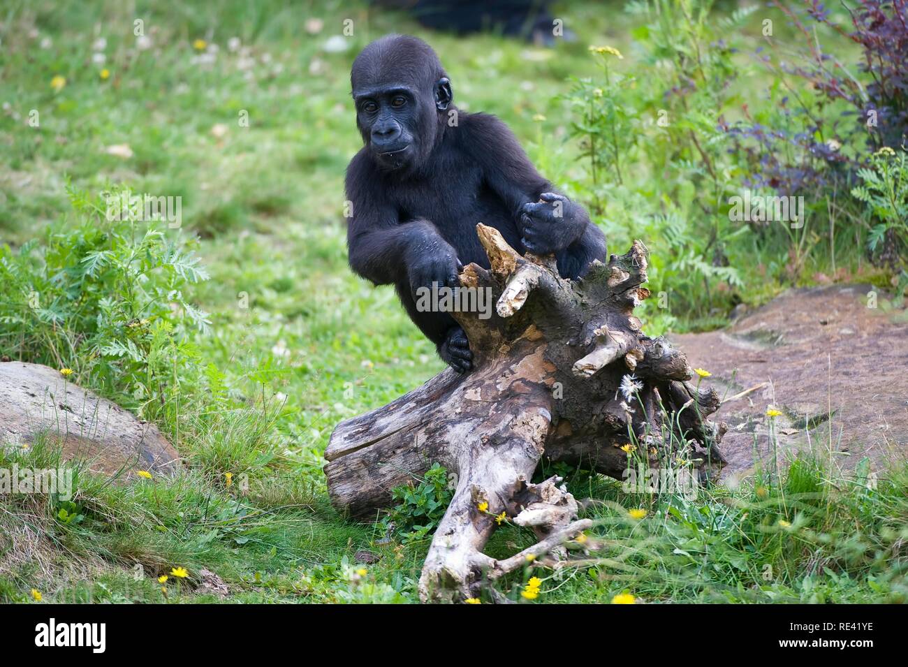 Giovani pianura occidentale (Gorilla Gorilla gorilla gorilla), specie gravemente minacciate, UICN 2009 Foto Stock