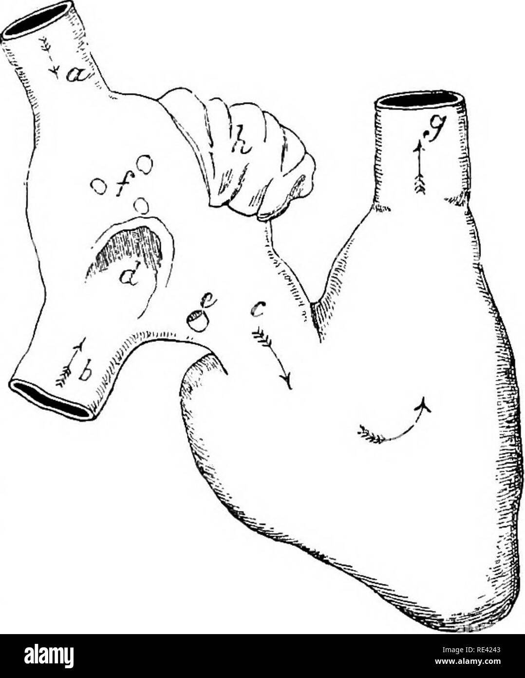 . L'anatomia del cavallo, una dissezione guida. I cavalli. La dissezione della schiena e del torace. 125 e i coaguli di sangue che è stata cancellata, la cavità sarà pronto per l'esame. La cavità del diritto Aueicle. Gli interni di questa e di altre cavità del cuore è liscia e luccicante in virtù di una membrana endoteliale denominata endocardmm, che qui è continuo con il rivestimento endoteliale dei grandi vene. Si osservi che la parete muscolare del padiglione auricolare è gettato in parallelo delle creste, che dalla loro somiglianza con i denti di un pettine sono denominati rmtsculi pecti Foto Stock