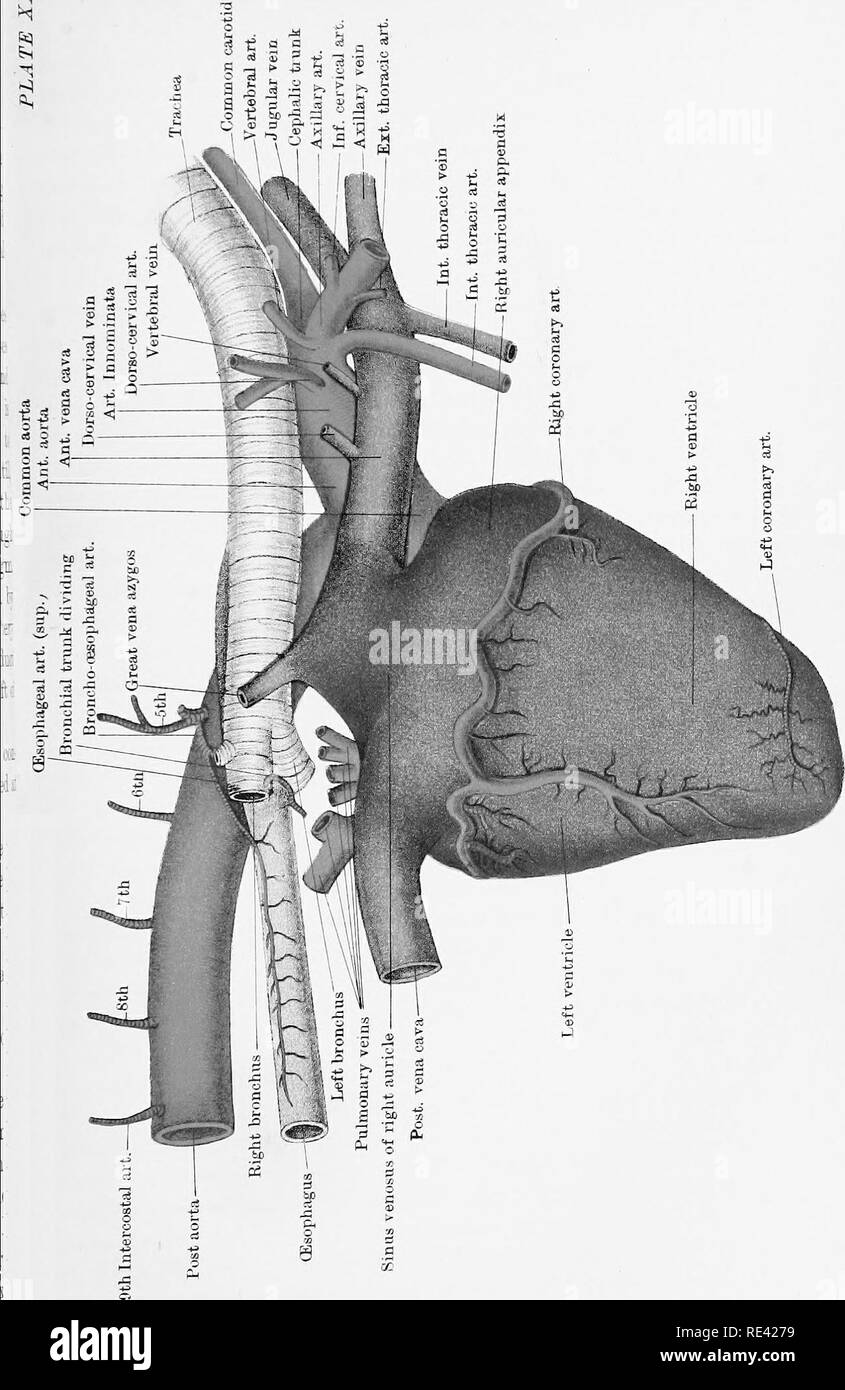 . L'anatomia del cavallo, una dissezione guida. I cavalli. I m. a "3. Si prega di notare che queste immagini vengono estratte dalla pagina sottoposta a scansione di immagini che possono essere state migliorate digitalmente per la leggibilità - Colorazione e aspetto di queste illustrazioni potrebbero non perfettamente assomigliano al lavoro originale. McFadyean, Giovanni, Sir, 1853-. Edimburgo e Londra, W. &AMP; A. K. Johnston, Ltd. Foto Stock