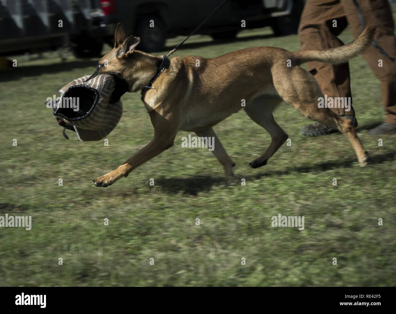 Vanda, un militare di cane da lavoro(MWD) partecipante assegnato al 341 Training Squadron, recupera un morso suit braccio su nov. 17, 2016 a base comune San Antonio-Lackland. La MWD subiscono un 120 giorno del corso di formazione per prepararli per vari ruoli con i militari e le agenzie federali. Foto Stock