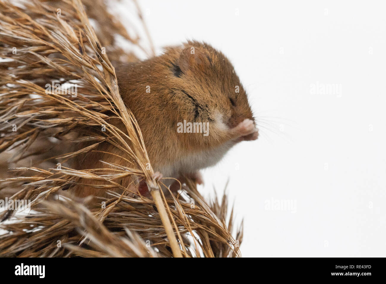 Harvest mouse, Micromys minutus, Regno Unito Foto Stock