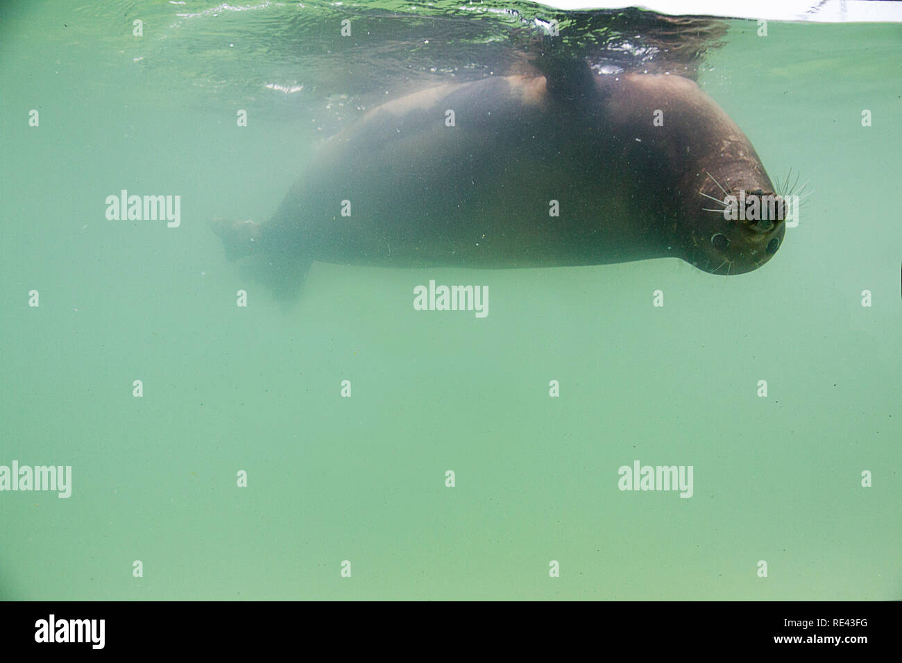 Sigillo capovolto al Gweek Seal Sanctuary, Cornovaglia, Regno Unito Foto Stock