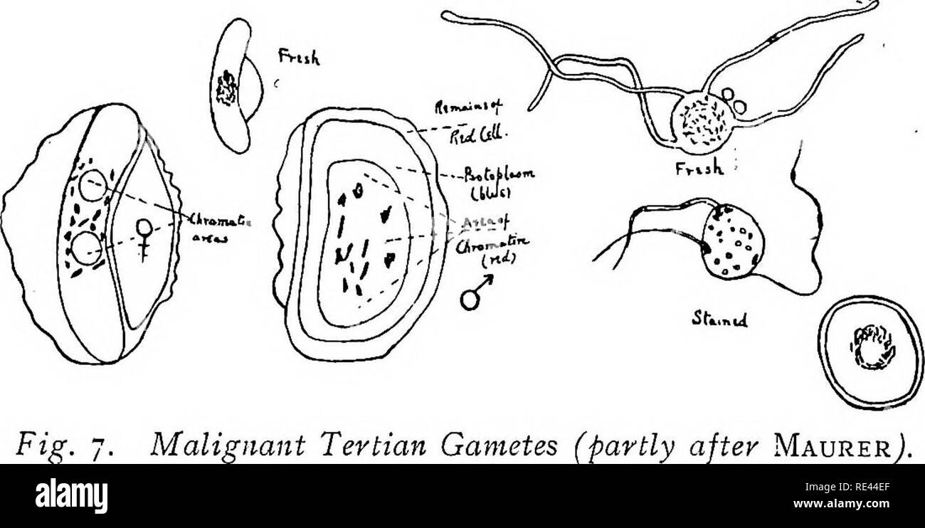 . Il pratico della malaria e altri parassiti del sangue. La malaria; zanzare; Trypanosoma; sangue. 37 (iii) il nucleo definisce una porzione di anello e non il progetto in varie forme come in schizonti. (Iv) l'assenza di ' approssimato' stippHng nelle cellule rosse.. Tertian maligne di gameti (parzialmente dopo MaurerJ. Angolo destro: corpo sferico (fresca) (v) circonferenziale di una red-linea di colorazione si sviluppa come in gameti maturi. L'adulto gameti.â(Fig. 7). presto MiKROGAMETOCYTE {$) maschio Crescent 1. La cromatina del nucleo si verifica in un esteso networii allentati, occupando il maggiore portio Foto Stock