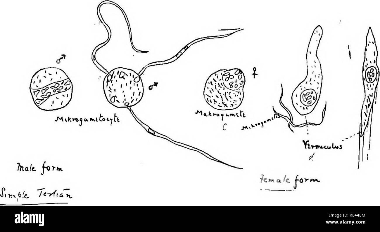 . Il pratico della malaria e altri parassiti del sangue. La malaria; zanzare; Trypanosoma; sangue. 3b texture, che di ? Essendo compatta e di chro- matin è posto centralmente o si estende in una banda larga attraverso la cella. Il gamete maschile macchie di un caratteristico colore grigio-verde o grigio-colore rosso con Romanowsky. Essa ha poco blu, in modo che il pigmento è chiaramente visibile, giallastro- di colore marrone, mentre la femmina macchie un profondo blu, più profondamente gli schizoni {cioè forme asessuale) (Fig. 6).. Fig. 6. Gameti maschili e femminili (dopo SchaudinnJ ulteriormente vi è la differenza che asessuale per Foto Stock