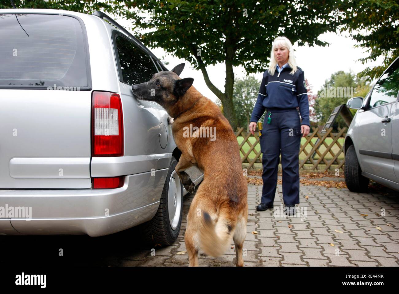 La polizia sniffer ottenere cane addestrato alla ricerca di farmaci in un veicolo Foto Stock