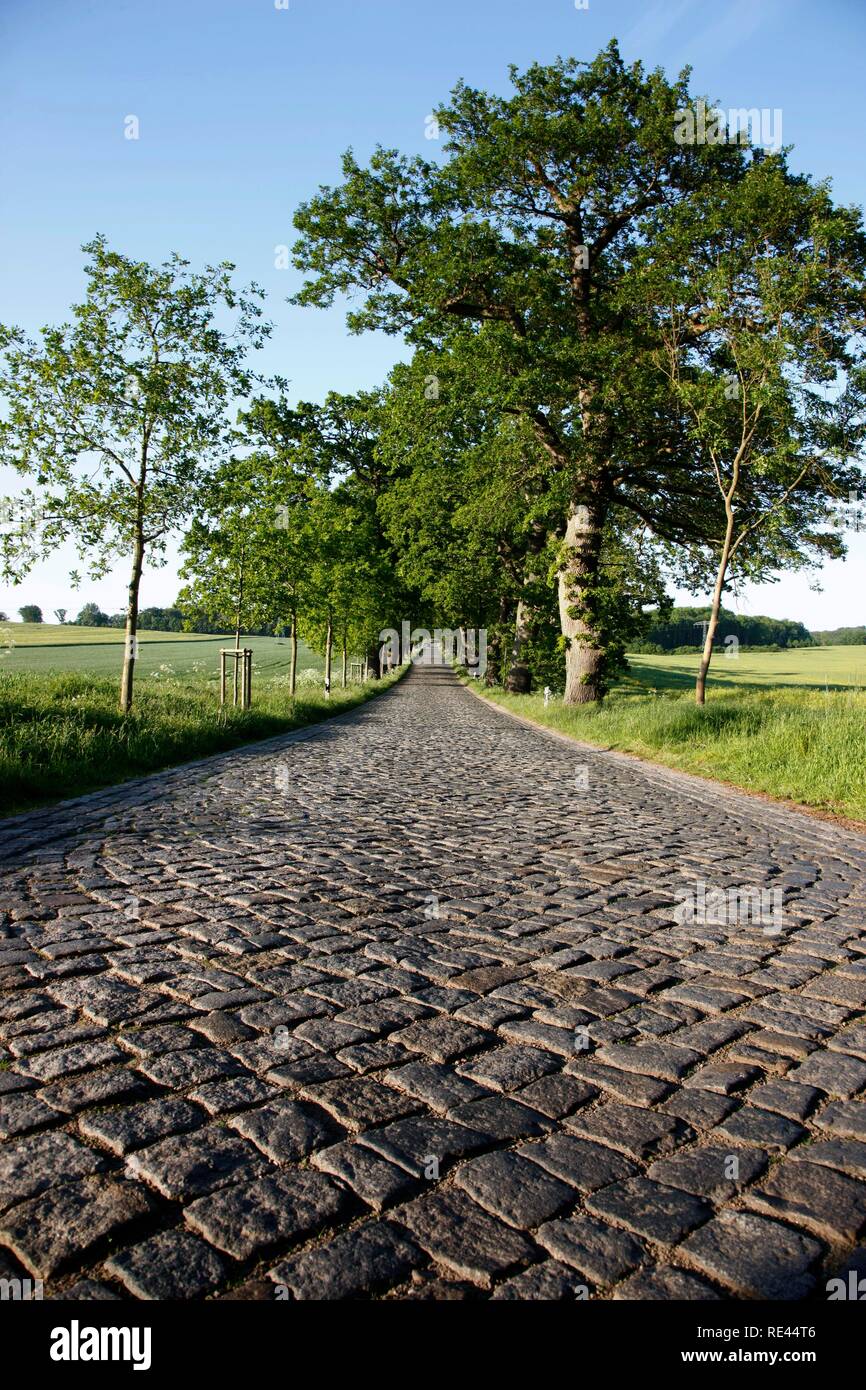 Strada di campagna, avenue, parte della Deutsche Alleenstrasse tedesco Avenue Road, tra Granitz e Putbus, Ruegen isola Foto Stock